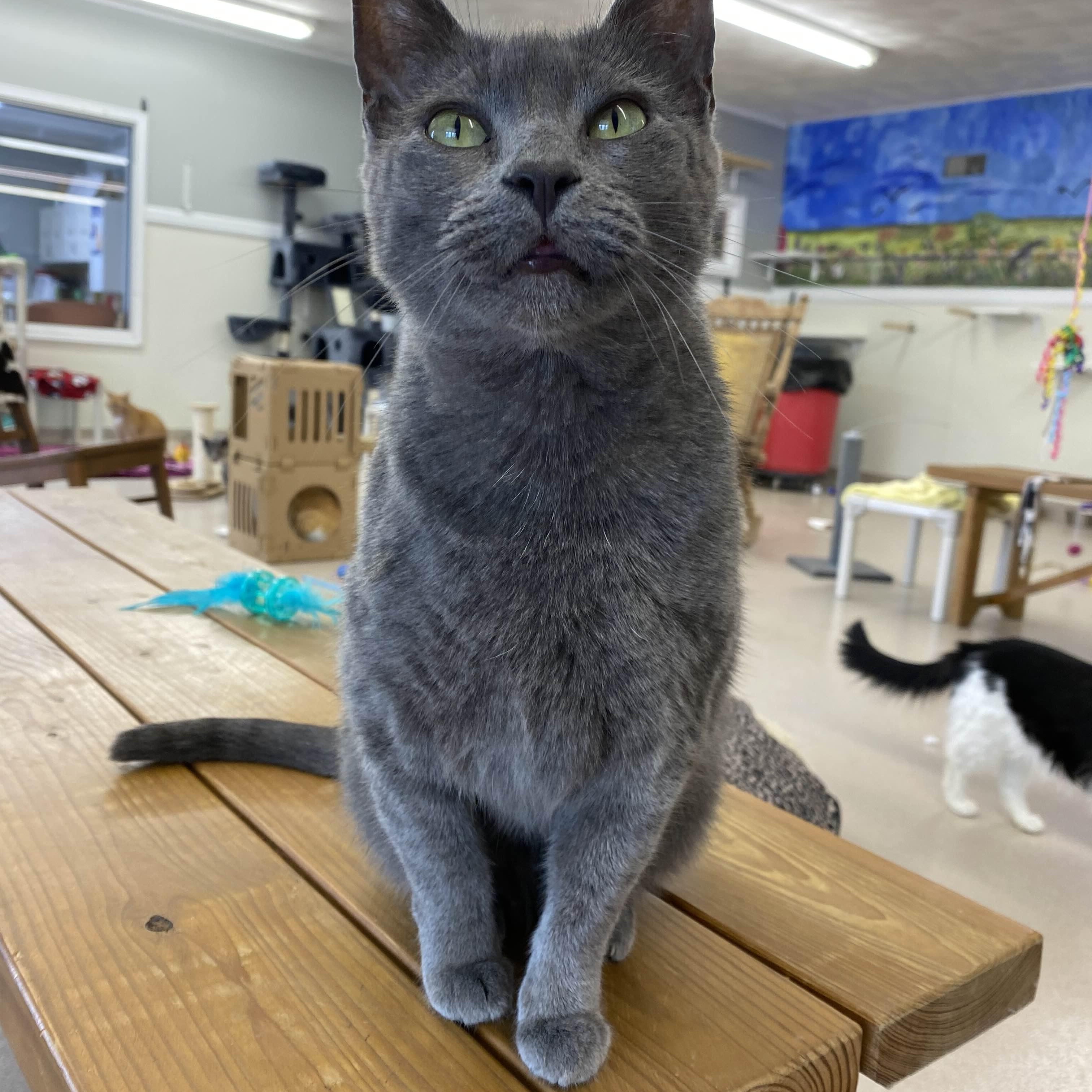 Church - Love Bug-FEE WAIVED 3
