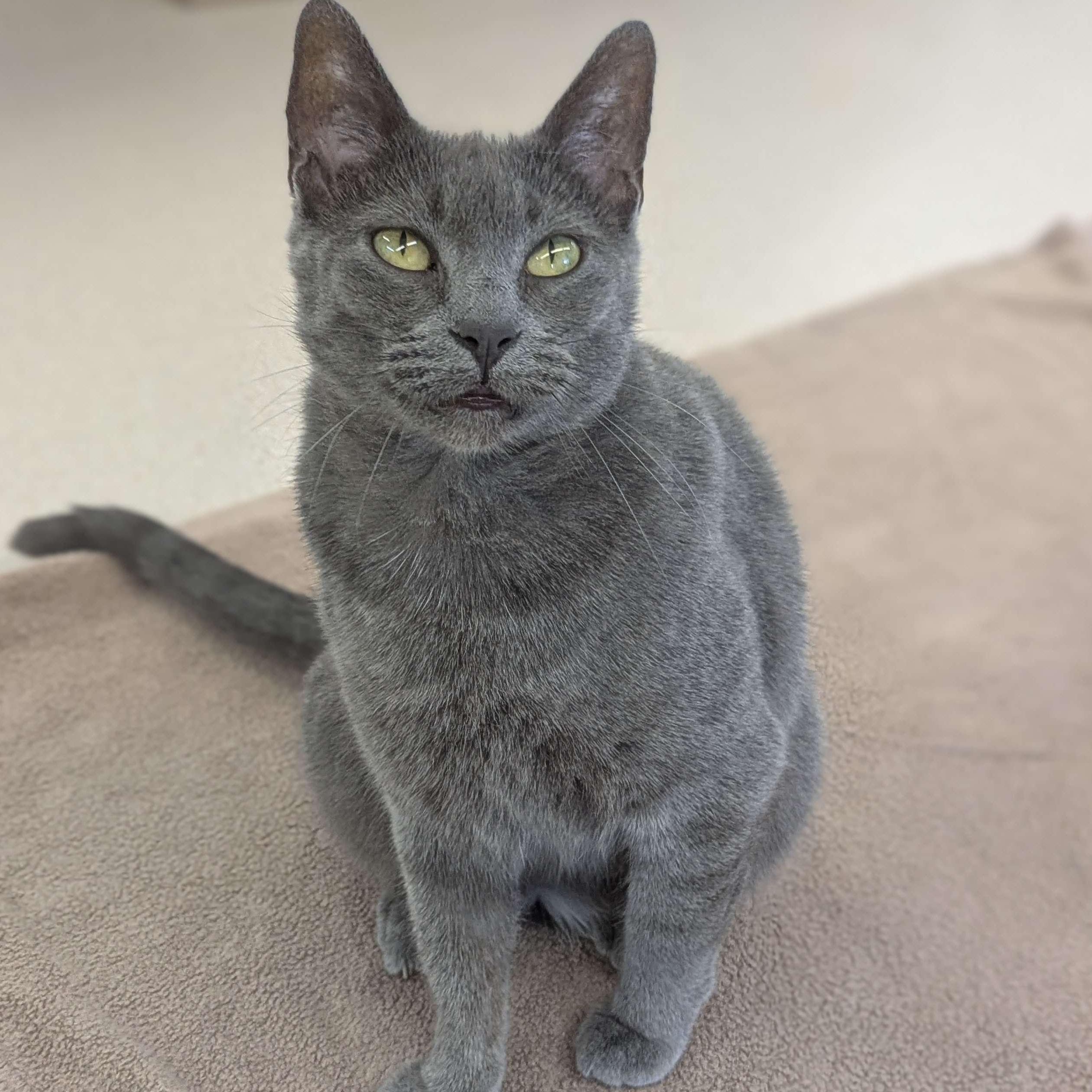 Church - Love Bug-FEE WAIVED 2