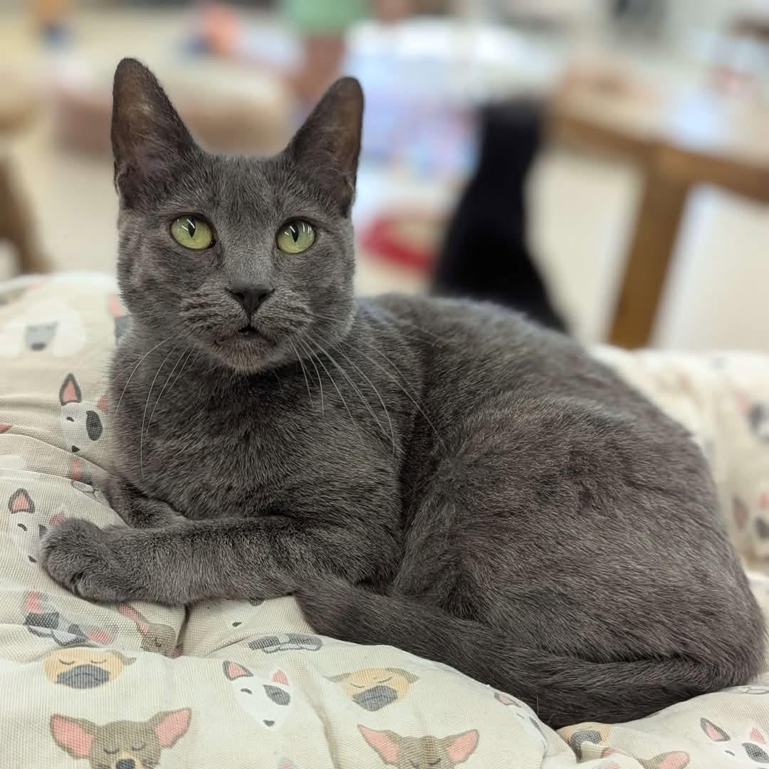 Church - Love Bug-FEE WAIVED 5
