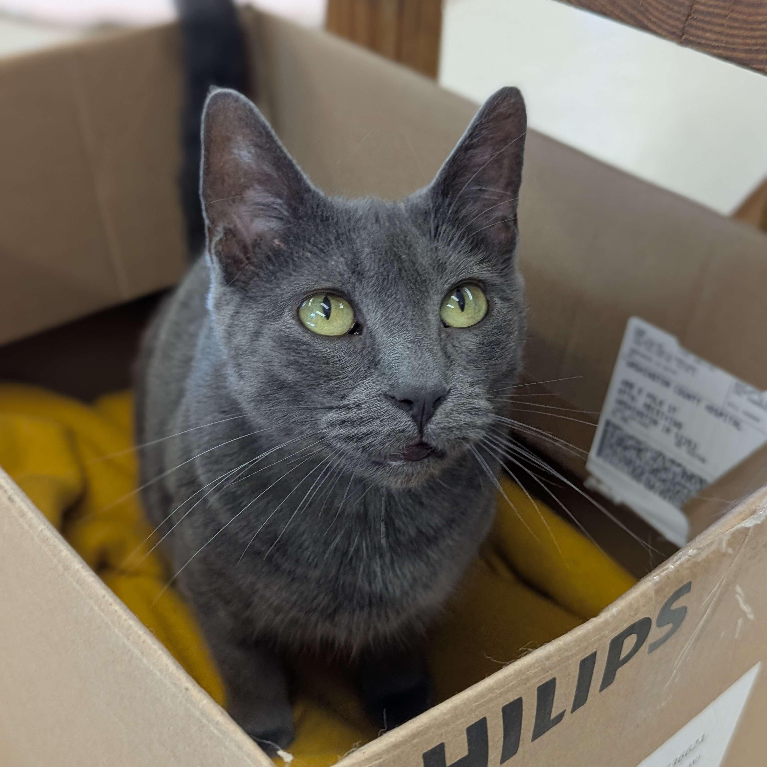 Church - Love Bug, an adoptable Domestic Short Hair in Washington, IA, 52353 | Photo Image 2