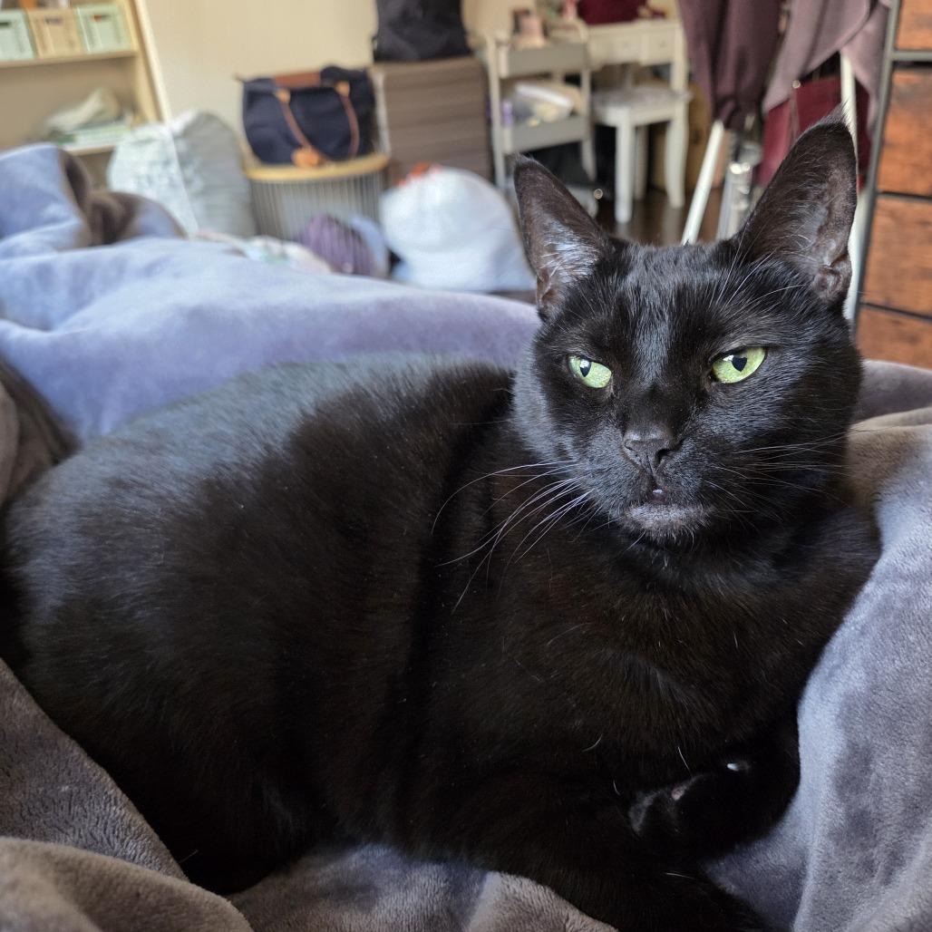 Misty, Adoptable, Senior Female Domestic Short Hair.