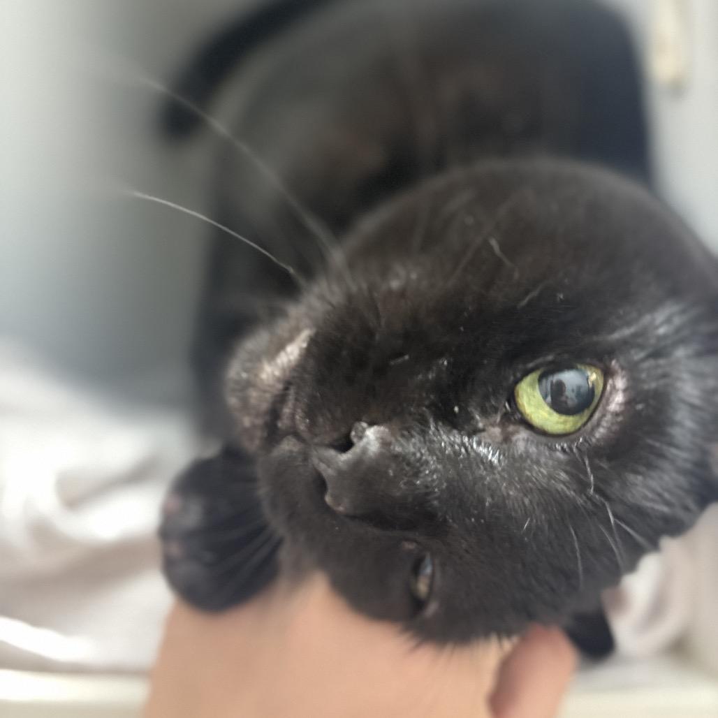 Enlarge Misty, a Adoptable Domestic Short Hair in Philadelphia, PA image 1/6