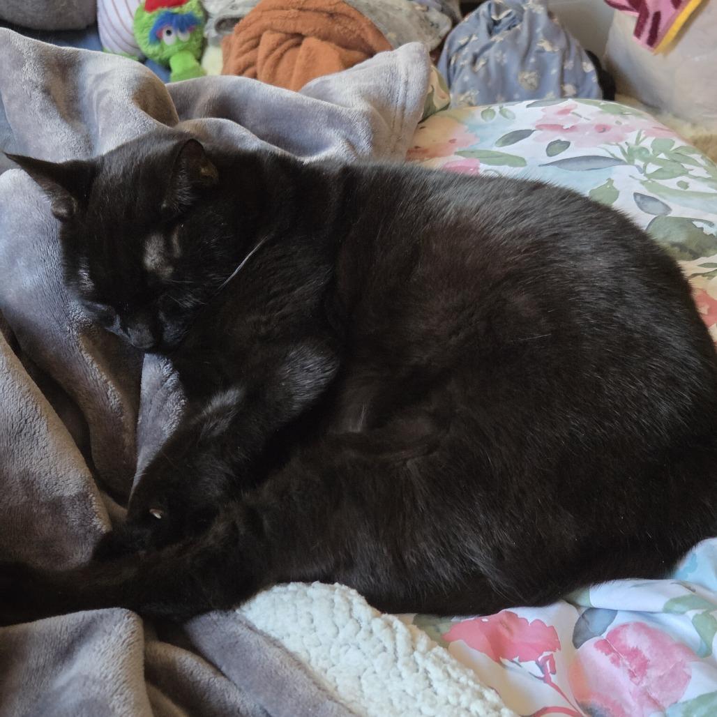 Enlarge Misty, a Adoptable Domestic Short Hair in Philadelphia, PA image 2/6