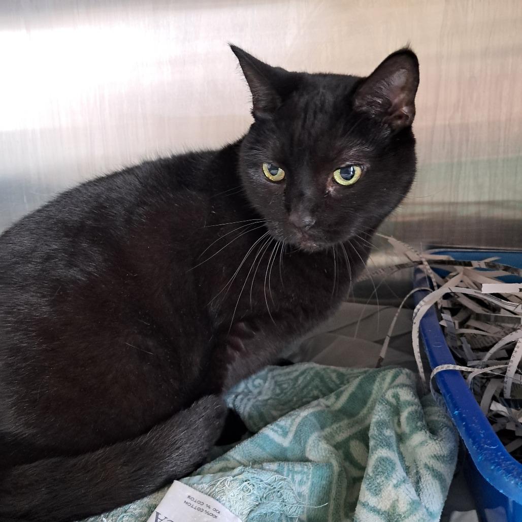 Enlarge Misty, a Adoptable Domestic Short Hair in Philadelphia, PA image 3/6