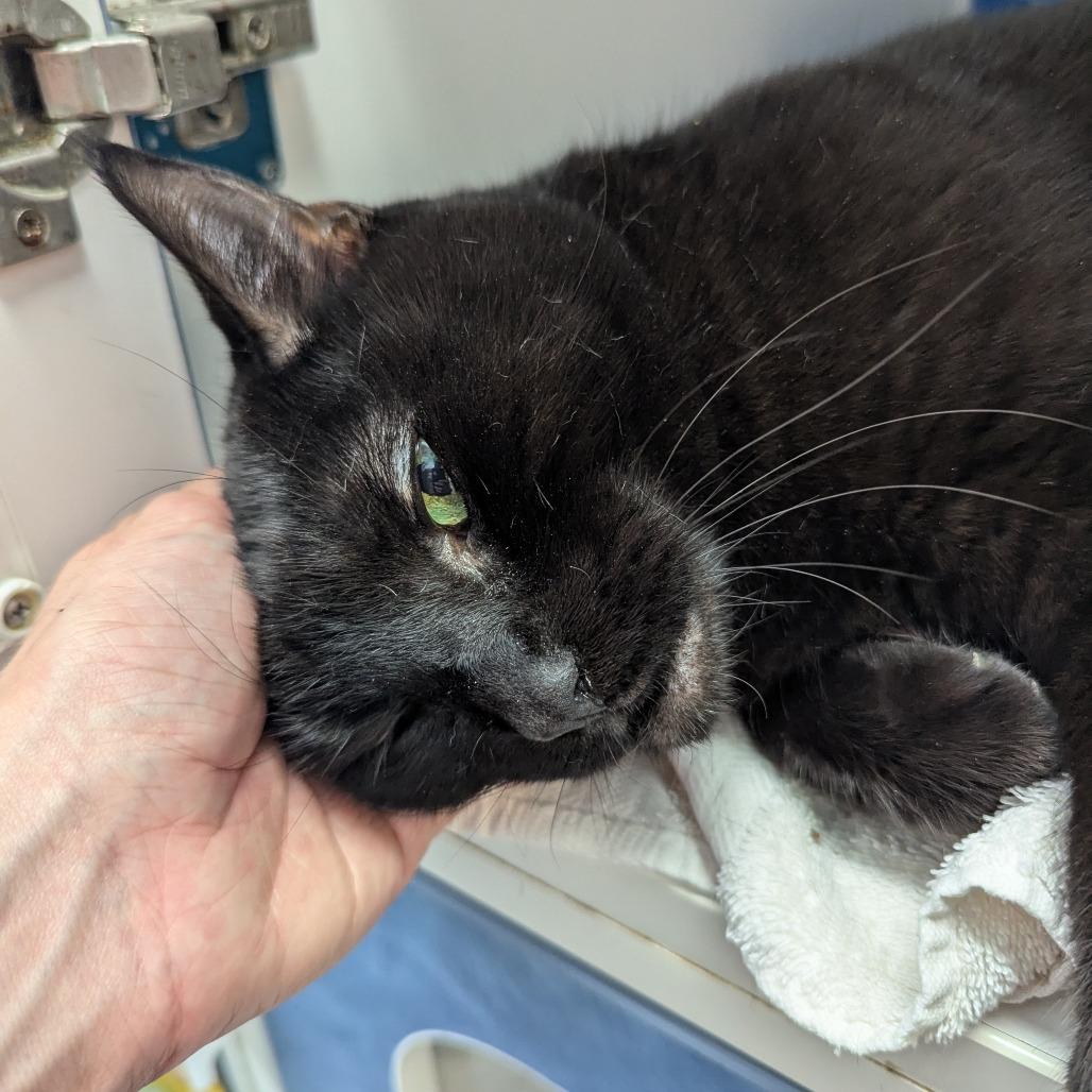 Enlarge Misty, a Adoptable Domestic Short Hair in Philadelphia, PA image 5/6