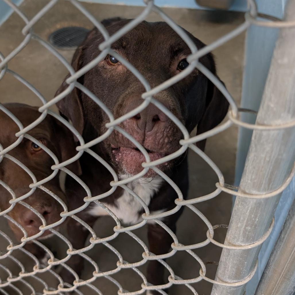 Laa-Laa, a Adoptable Mixed Breed in Emporia, KS image 1/3