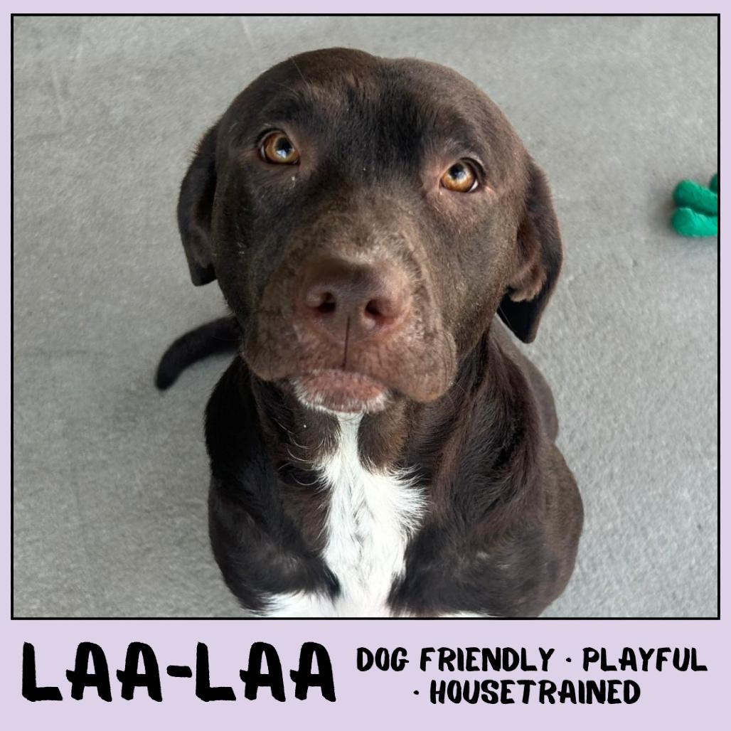 Enlarge Laa-Laa, a Adoptable Mixed Breed in Emporia, KS image 1/6