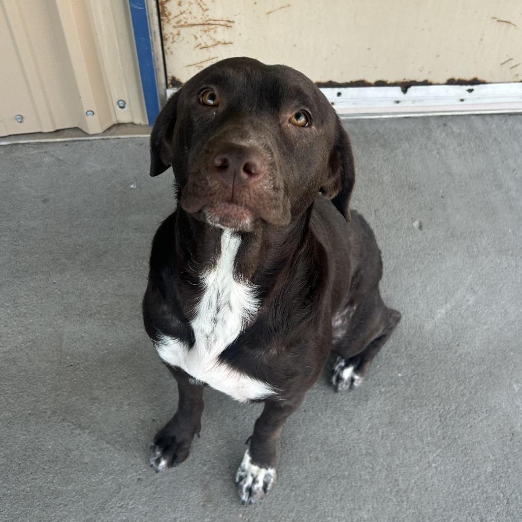 Enlarge Laa-Laa, a Adoptable Mixed Breed in Emporia, KS image 2/6