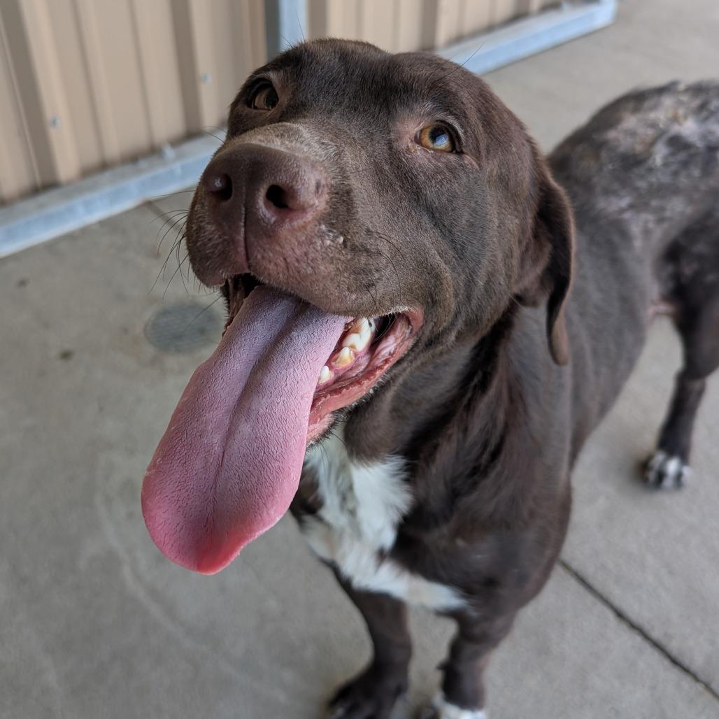 Laa-Laa, a Adoptable Mixed Breed in Emporia, KS image 2/3