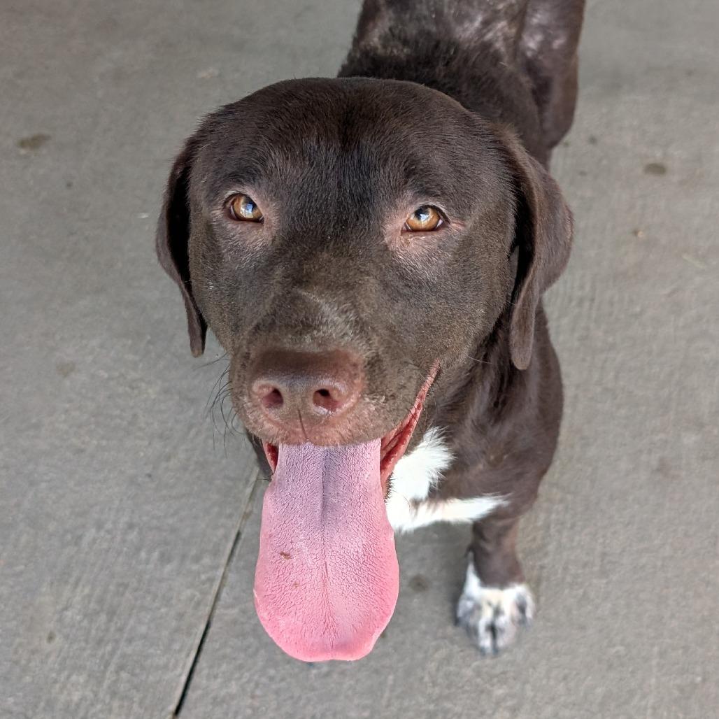 Laa-Laa, a Adoptable Mixed Breed in Emporia, KS image 3/3