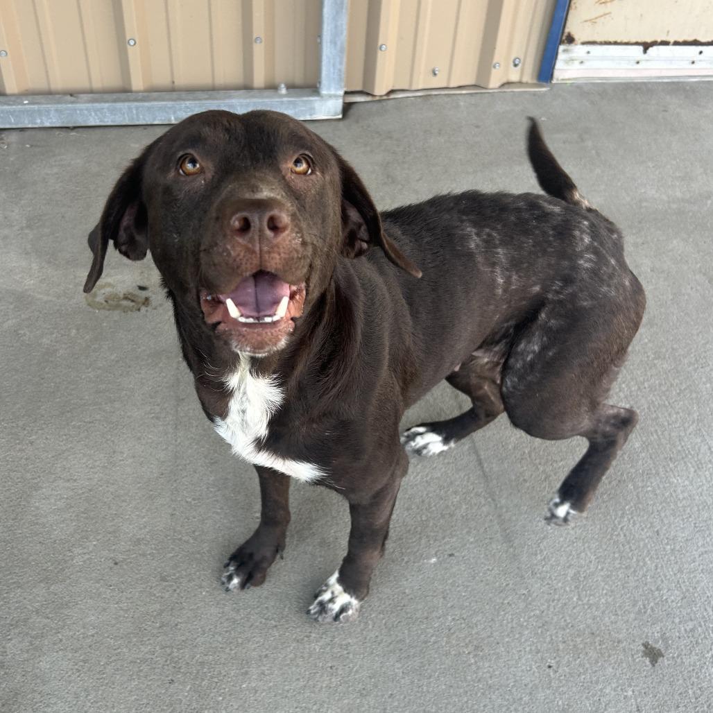 Enlarge Laa-Laa, a Adoptable Mixed Breed in Emporia, KS image 5/6