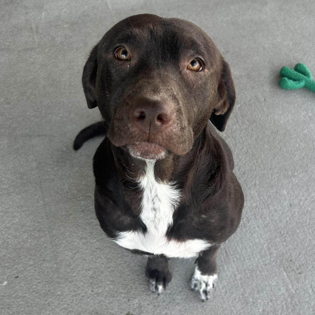 Enlarge Laa-Laa, a Adoptable Mixed Breed in Emporia, KS image 6/6