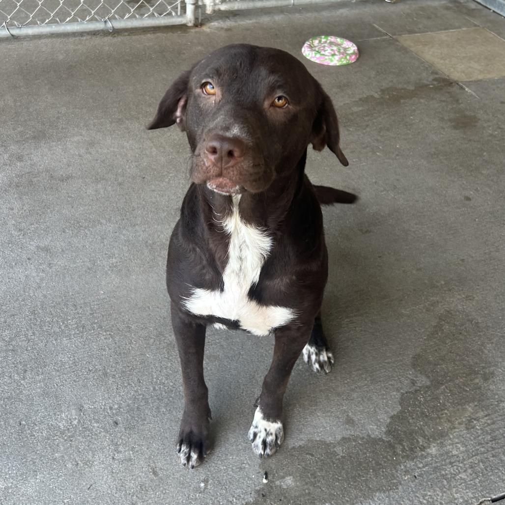 Enlarge Laa-Laa, a Adoptable Mixed Breed in Emporia, KS image 6/6