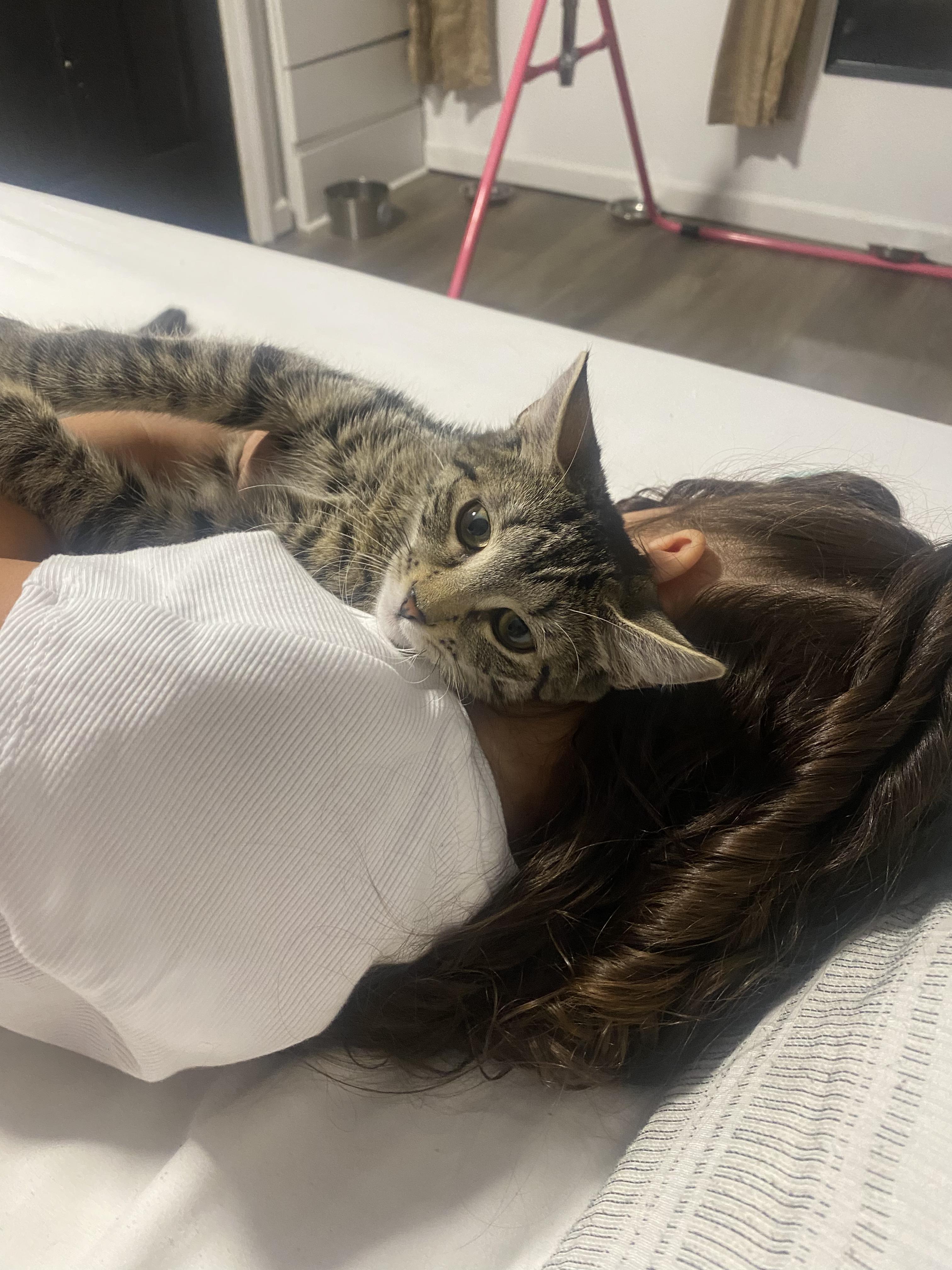 Starfire, ADOPTABLE, Kitten Female Domestic Short Hair.