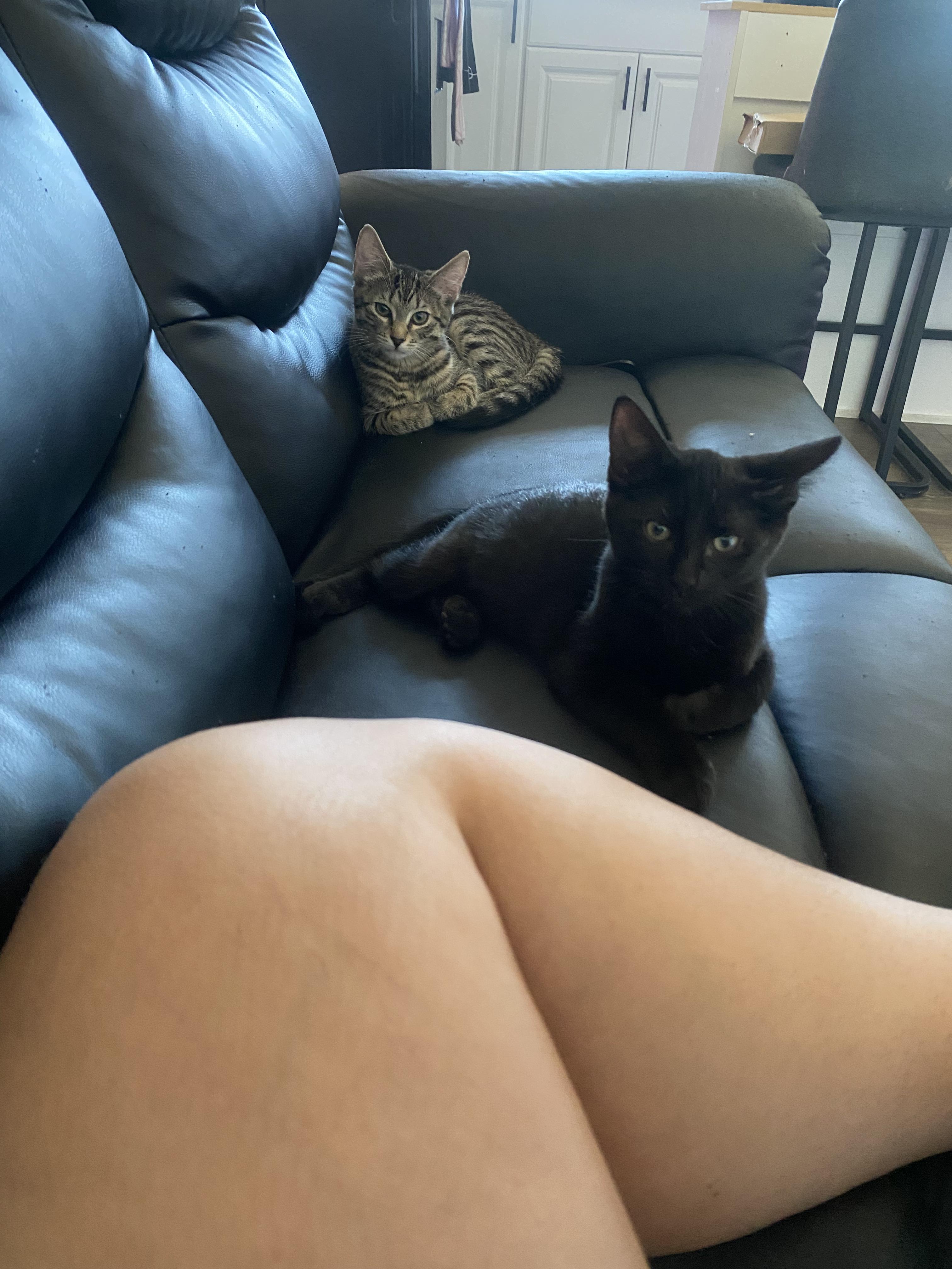 Enlarge Starfire, a ADOPTABLE Domestic Short Hair image 2/4