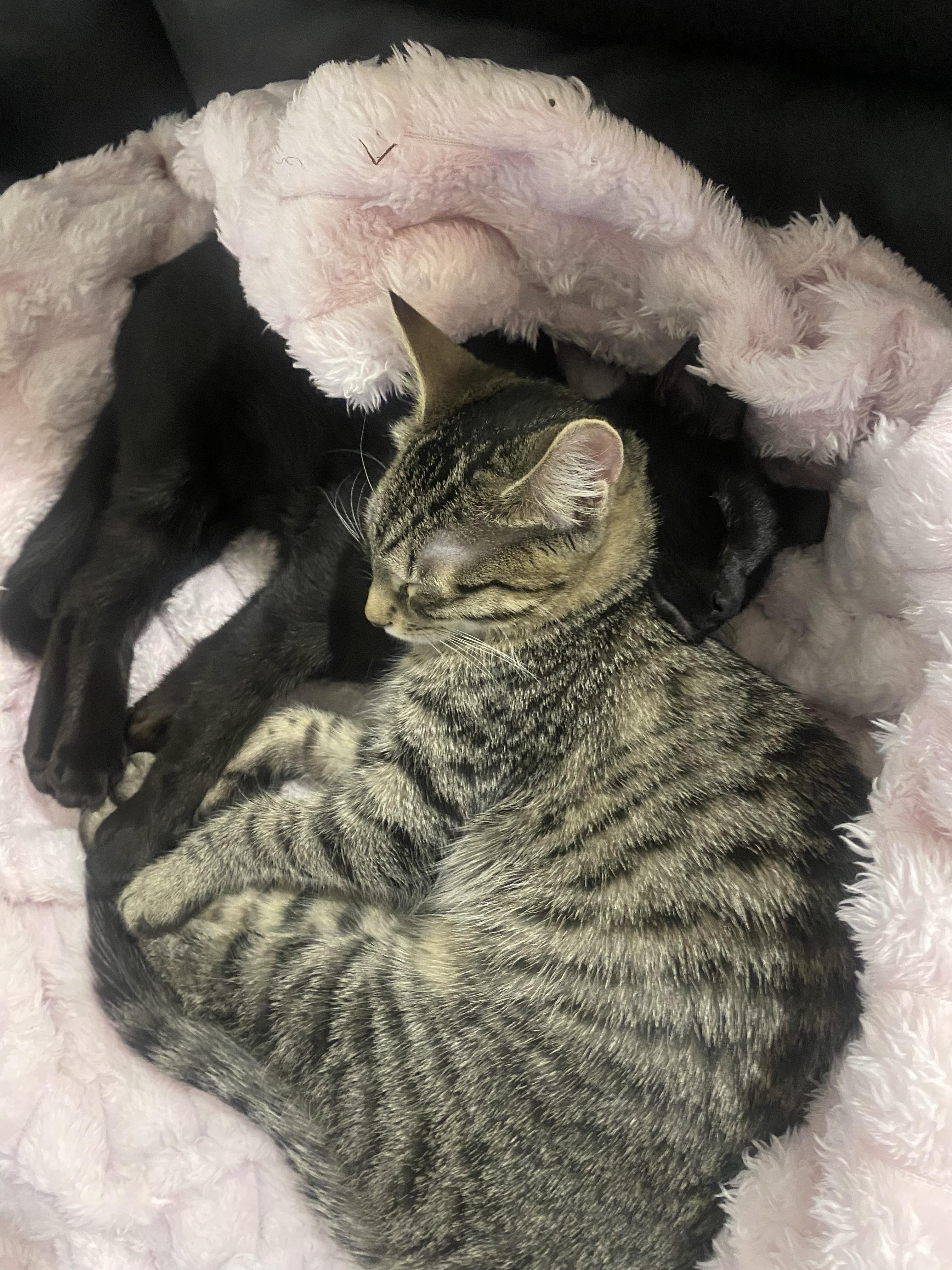 Enlarge Starfire, a ADOPTABLE Domestic Short Hair image 3/4