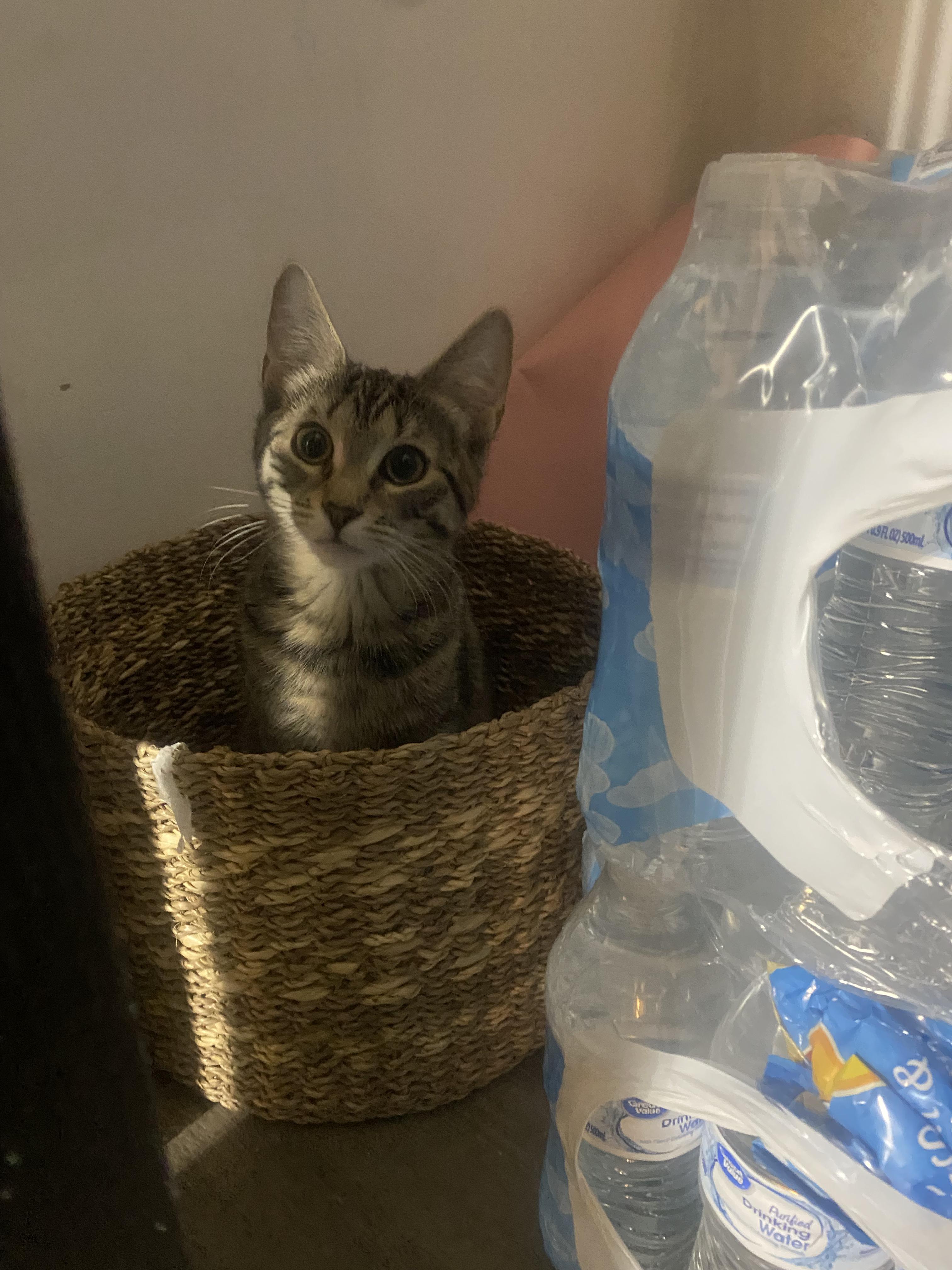 Enlarge Starfire, a ADOPTABLE Domestic Short Hair image 4/4