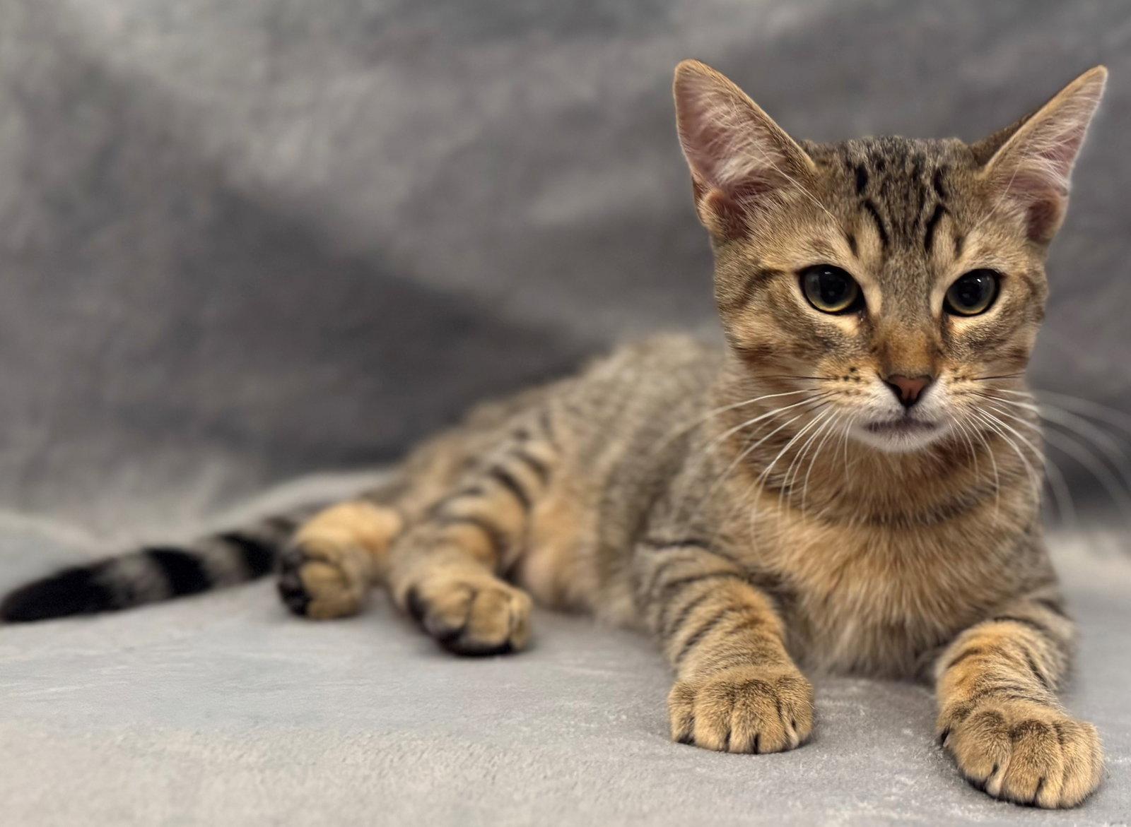 Enlarge Cafe Con Leche: Cookie Butter, a Adoptable Tabby in Palo Alto, CA image 1/3