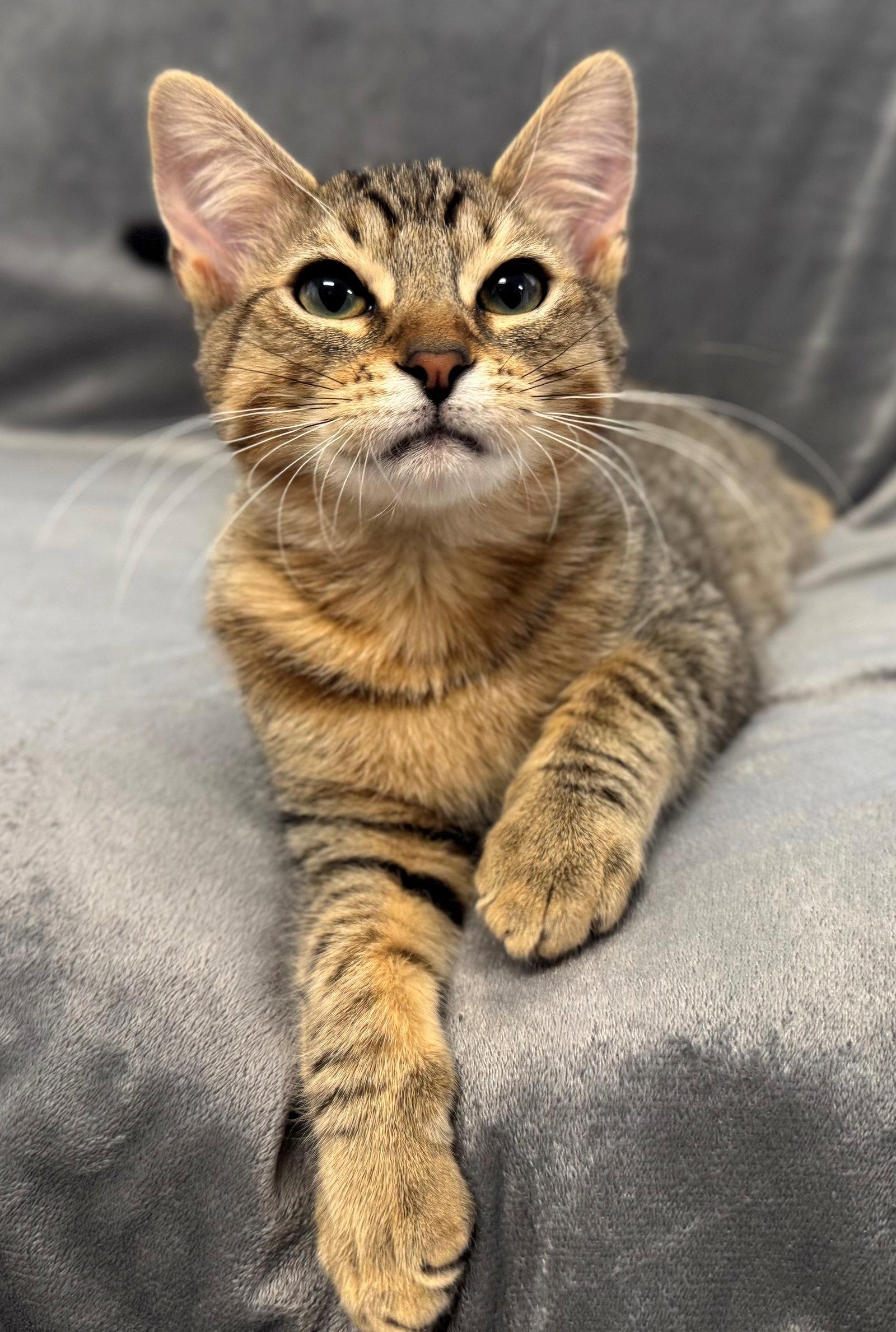Enlarge Cafe Con Leche: Cookie Butter, a Adoptable Tabby in Palo Alto, CA image 2/3