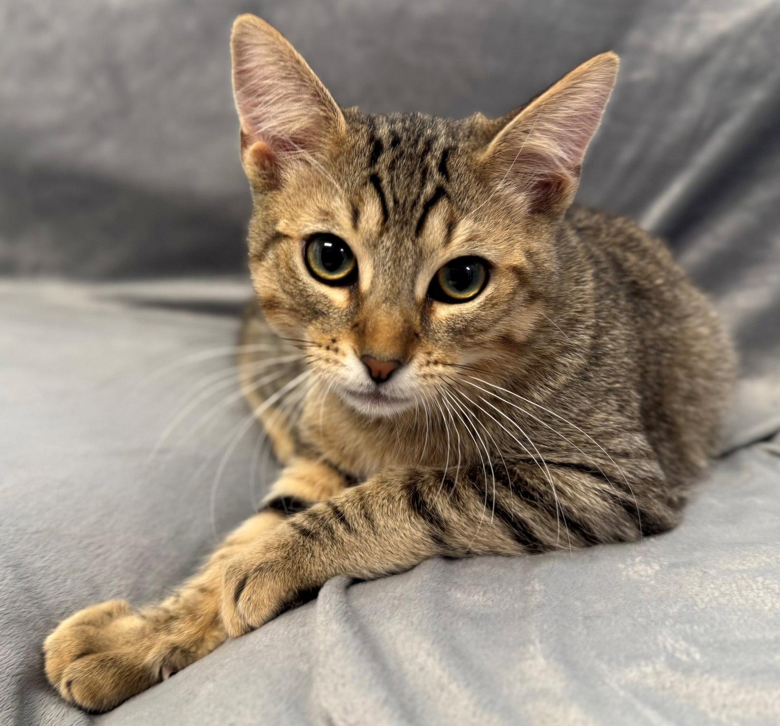 Enlarge Cafe Con Leche: Cookie Butter, a Adoptable Tabby in Palo Alto, CA image 3/3