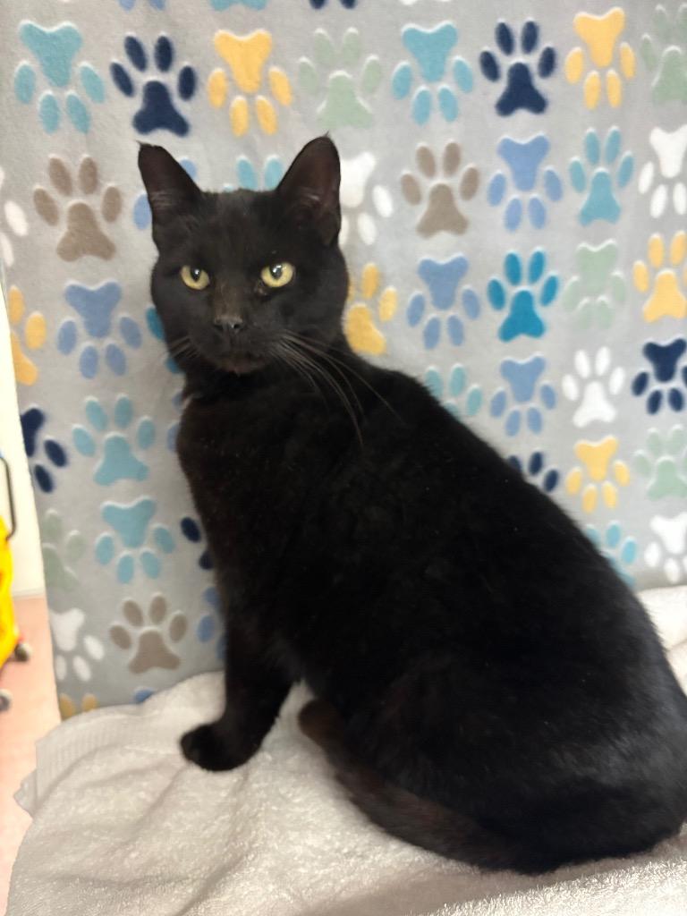 Dahlia, Adoptable, Adult Female Domestic Short Hair.