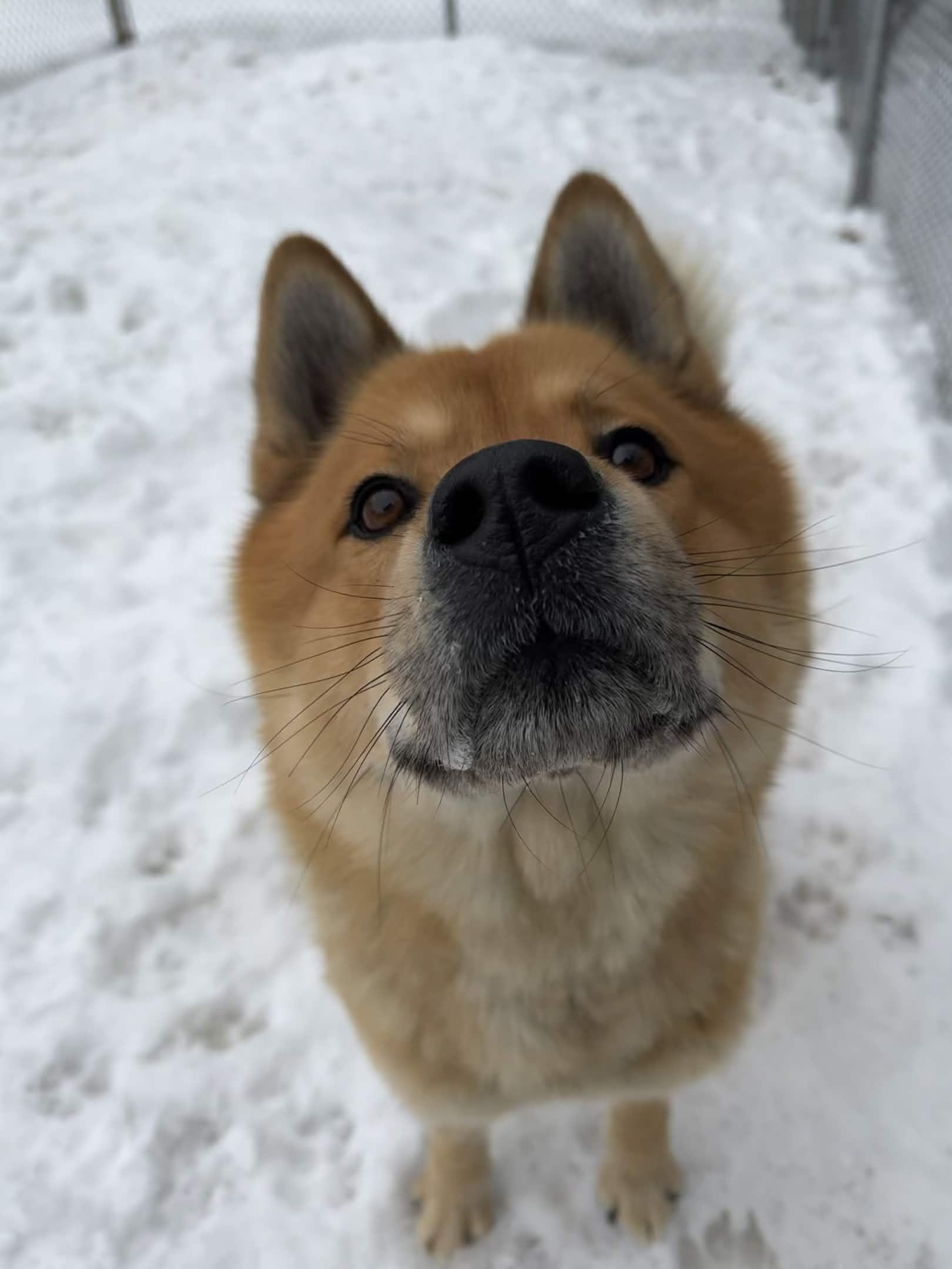 Lou, ADOPTABLE, Adult Male Chow Chow.