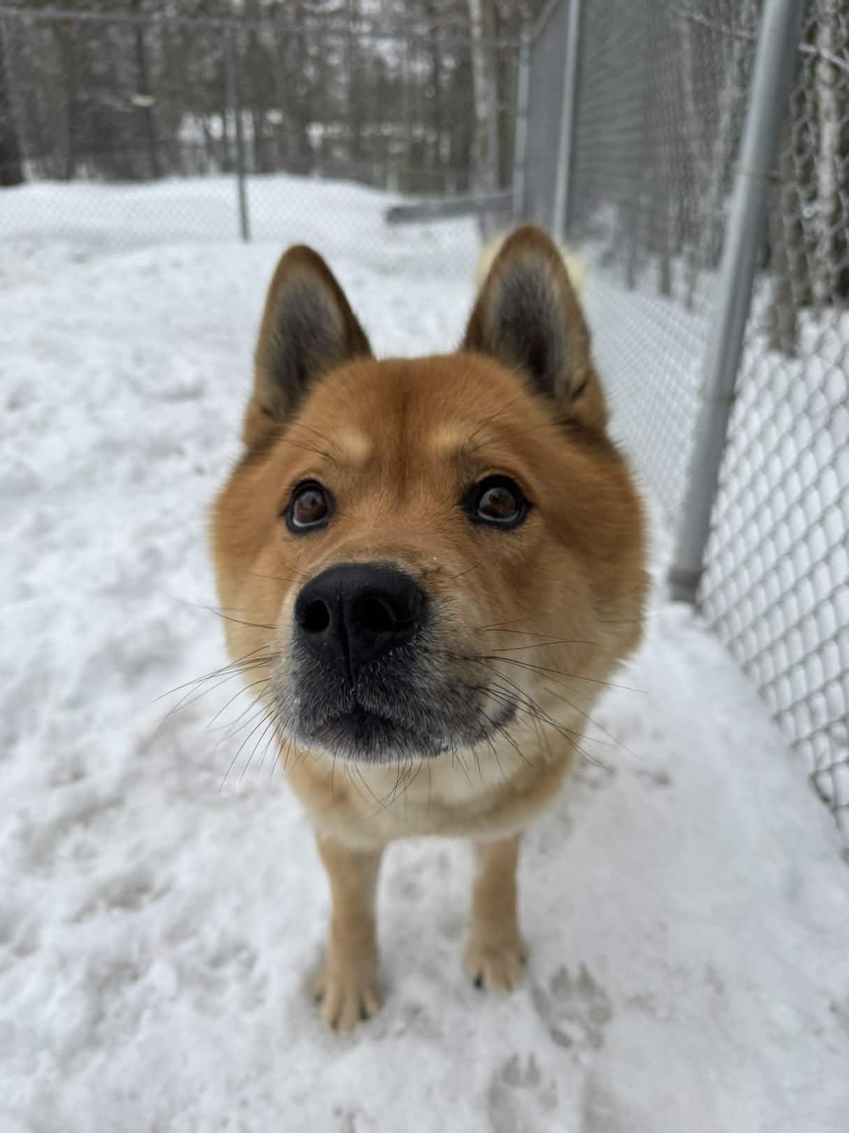 Enlarge Lou, a ADOPTABLE Chow Chow in Houghton, MI image 2/2