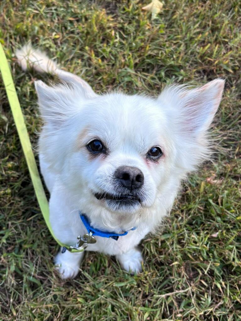 Frost, Adoptable, Adult Male Chihuahua & Shih Tzu.
