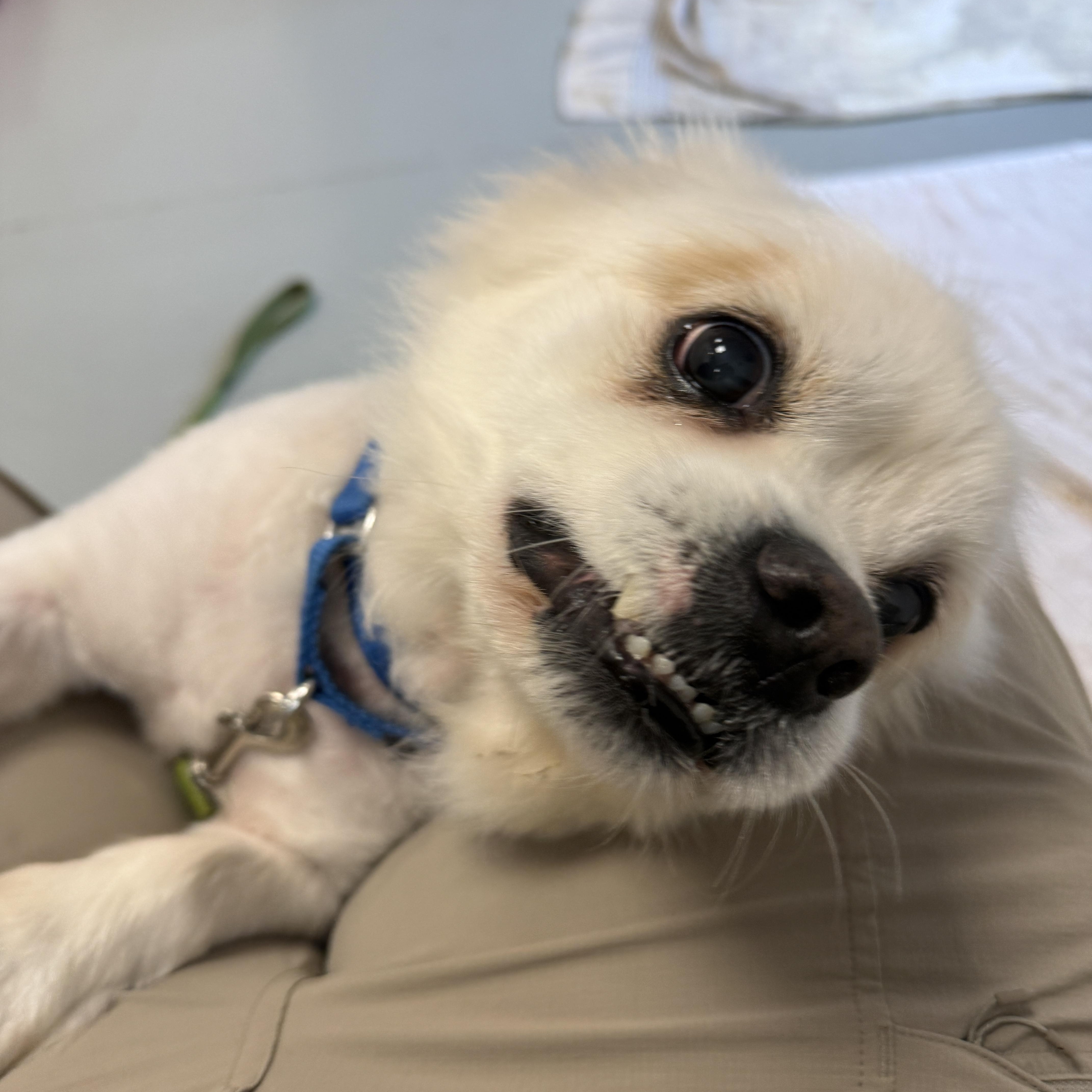 Enlarge Frost, a Adoptable mixed breed in Terryville, CT image 5/6