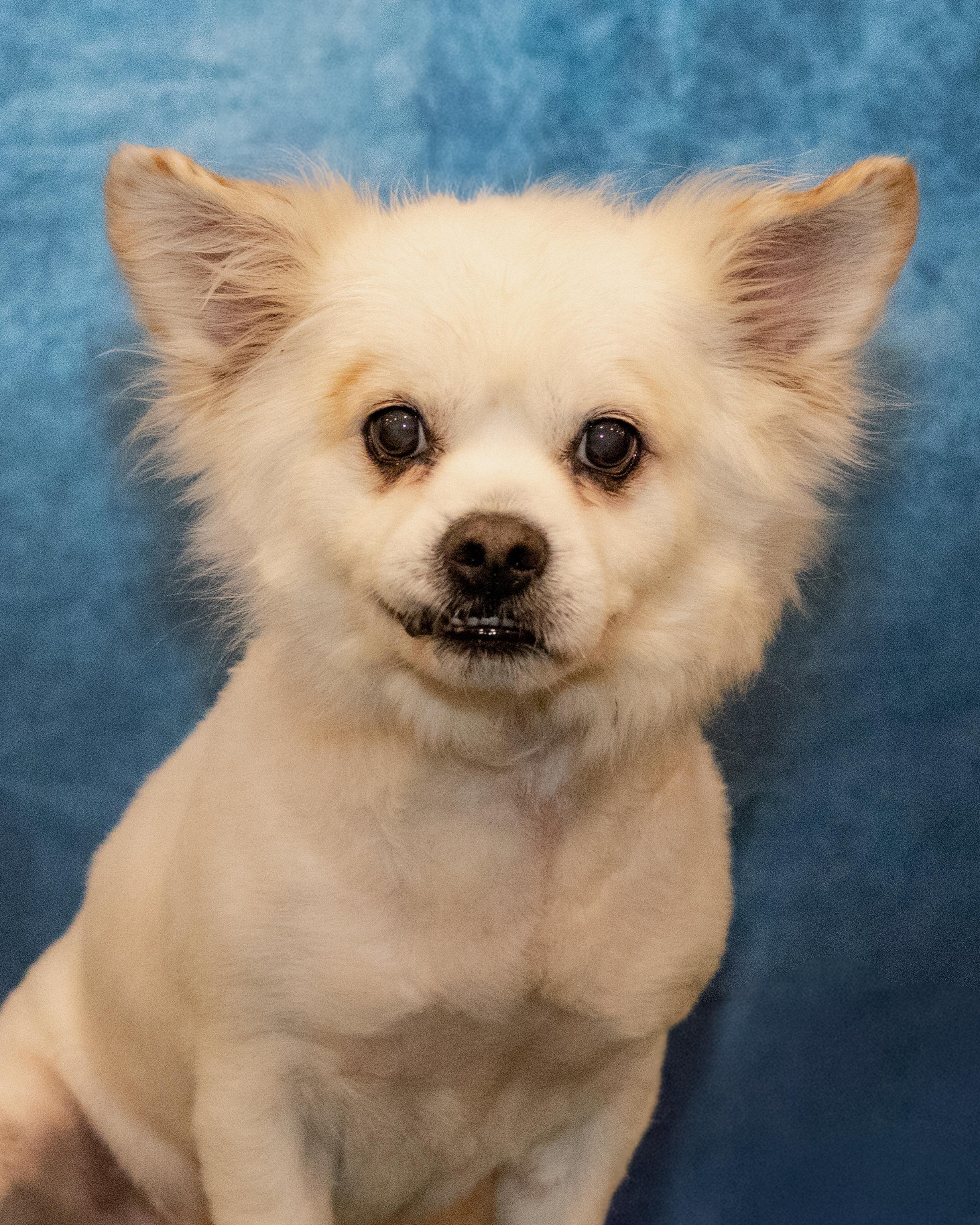 Enlarge Frost, a Adoptable mixed breed in Terryville, CT image 2/6