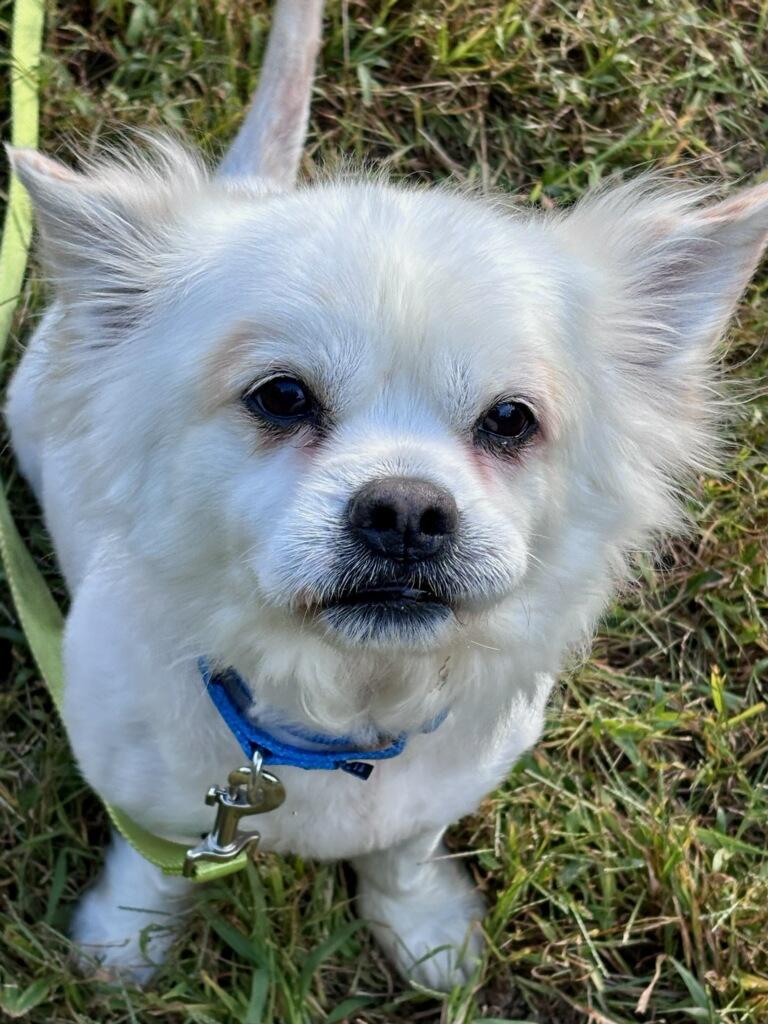 Enlarge Frost, a Adoptable mixed breed in Terryville, CT image 3/6