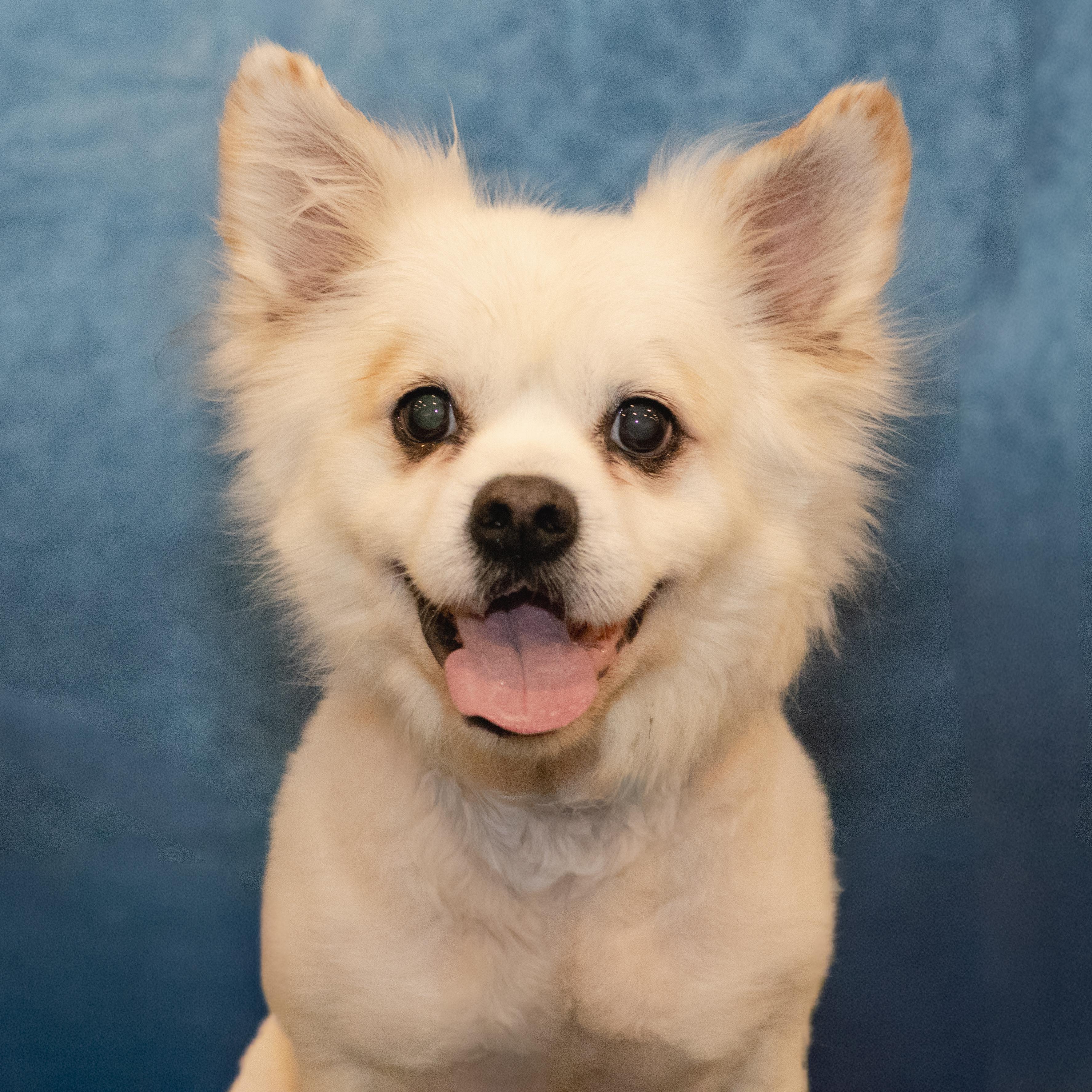 Frost, Adoptable, Adult Male Chihuahua & Shih Tzu.
