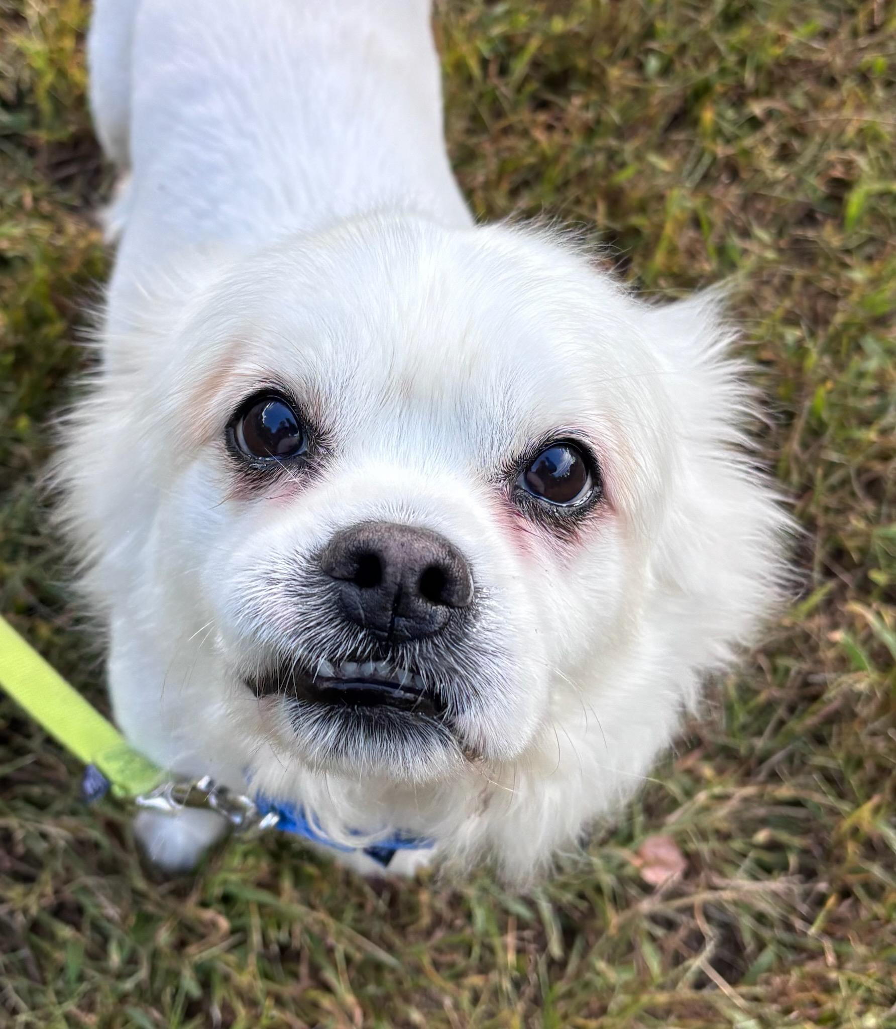 Enlarge Frost, a Adoptable mixed breed in Terryville, CT image 4/6