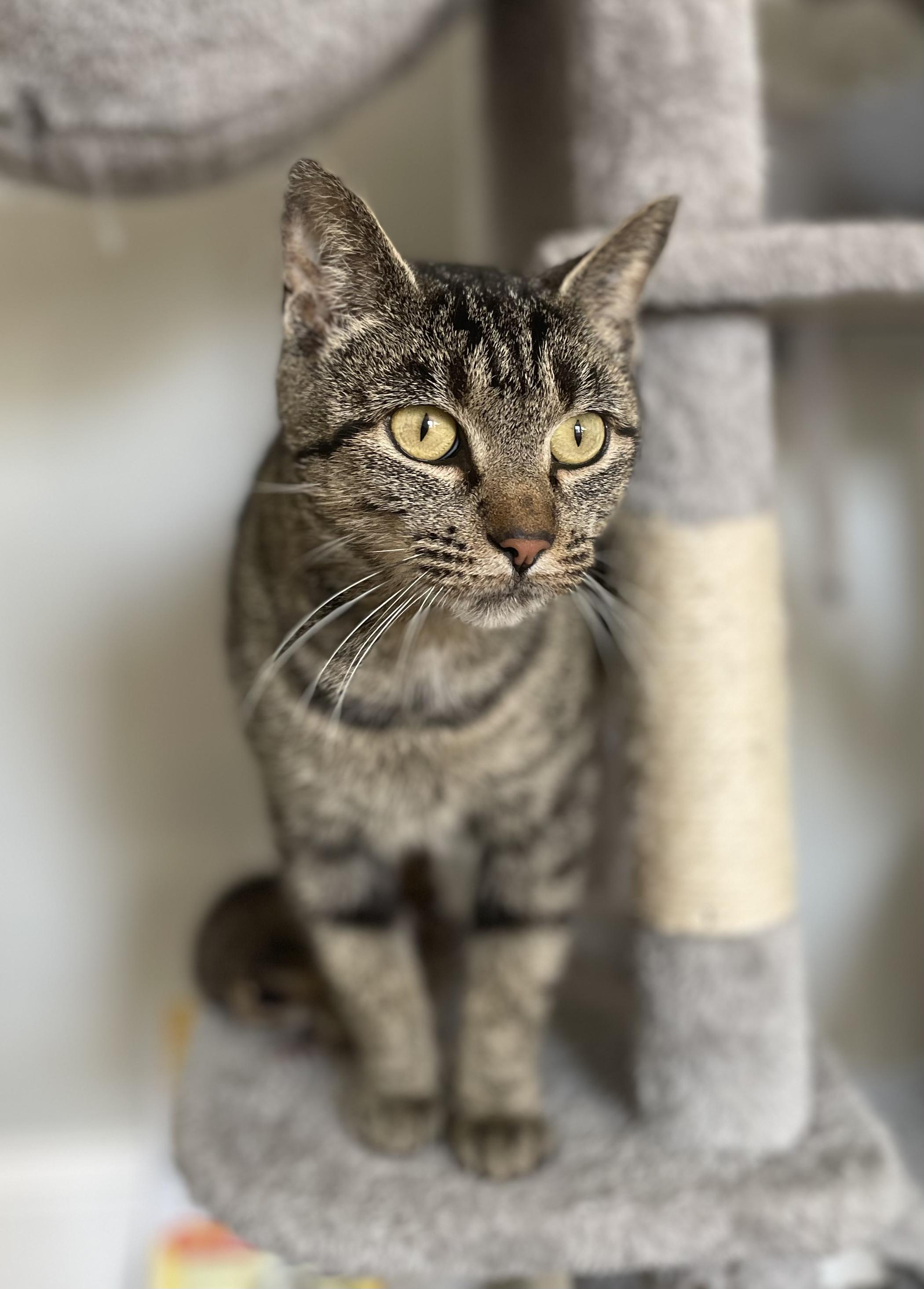 Enlarge Simba, a ADOPTABLE Domestic Short Hair in Murfreesboro, TN image 2/2