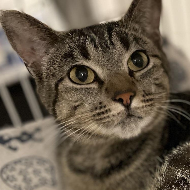 Simba, ADOPTABLE, Young Female Domestic Short Hair.