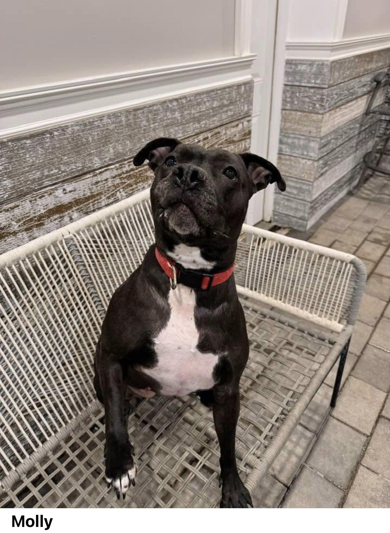 Molly, a Adoptable Pit Bull Terrier in Staten island, NY image 1/2