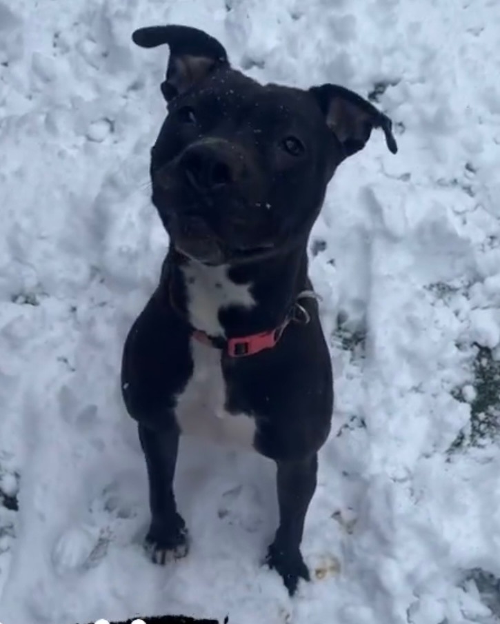 Molly, a Adoptable Pit Bull Terrier in Staten island, NY image 2/2