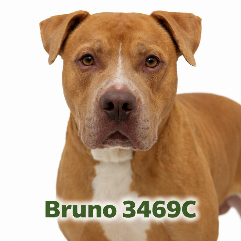 Enlarge Bruno, a Adoptable Mixed Breed in Bossier City, LA image 1/4
