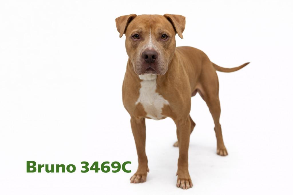 Enlarge Bruno, a Adoptable Mixed Breed in Bossier City, LA image 2/4