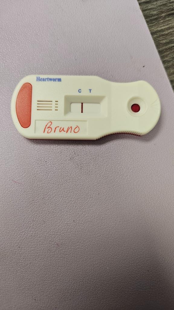 Enlarge Bruno, a Adoptable Mixed Breed in Bossier City, LA image 1/5