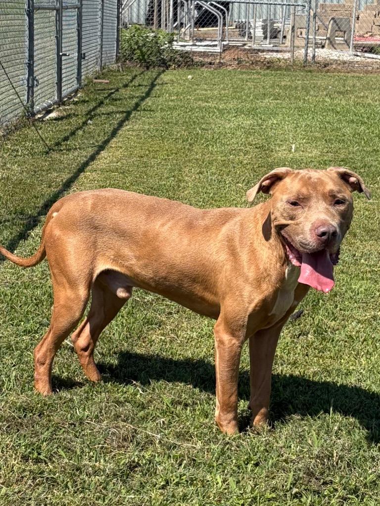 Enlarge Bruno, a Adoptable Mixed Breed in Bossier City, LA image 3/5