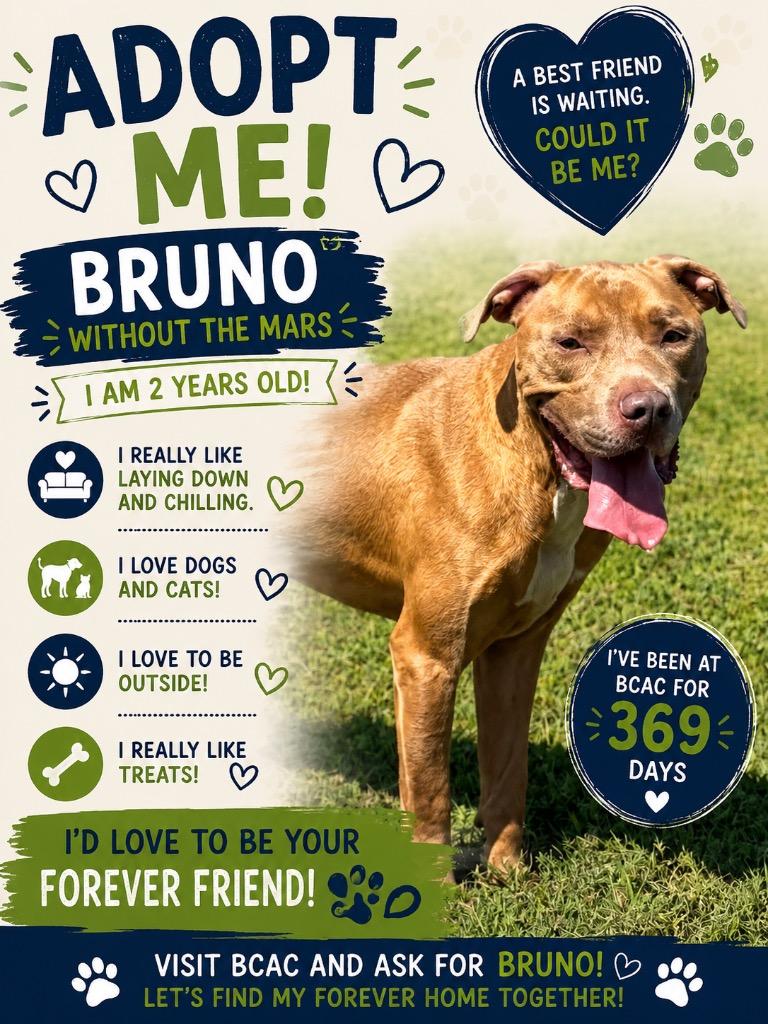 Enlarge Bruno, a Adoptable Mixed Breed in Bossier City, LA image 5/5