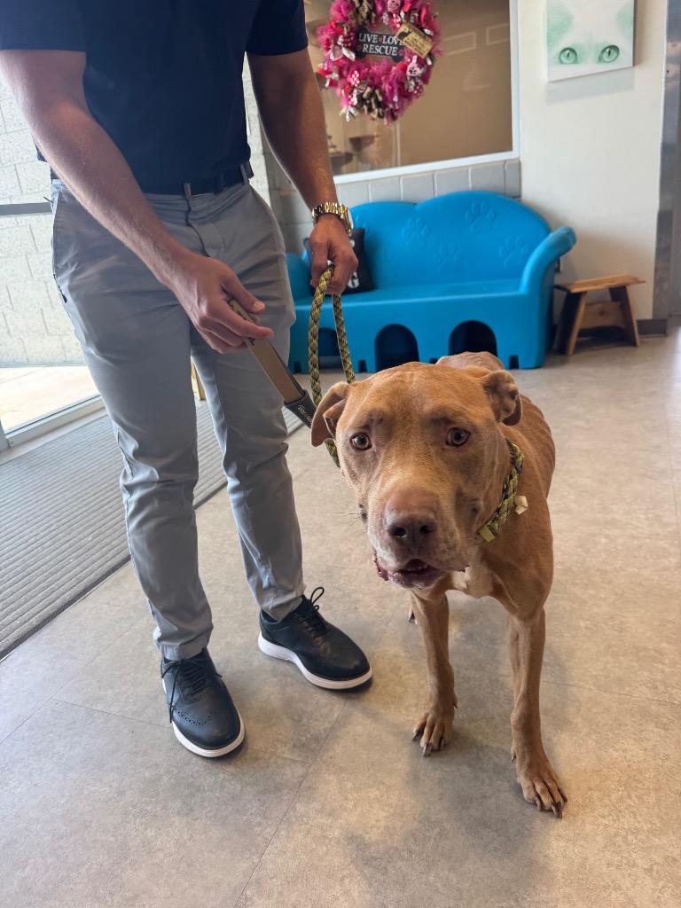 Enlarge Bruno, a Adoptable Mixed Breed in Bossier City, LA image 5/5