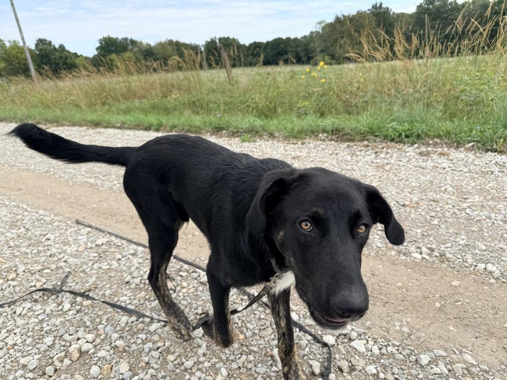 Enlarge Ralphie, a Adoptable mixed breed in Green Ridge, MO image 2/5