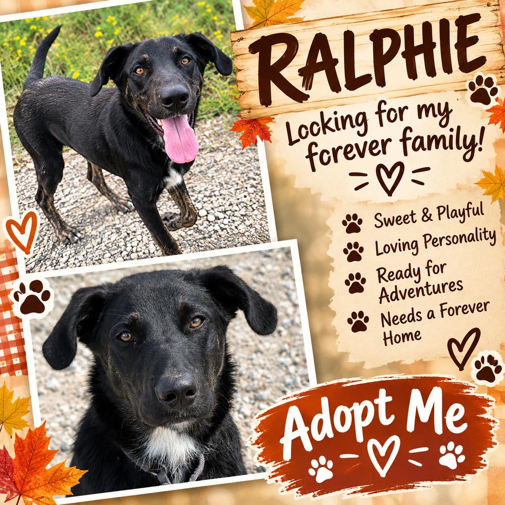 Ralphie, Adoptable, Young Male German Shepherd Dog & Flat-Coated Retriever.