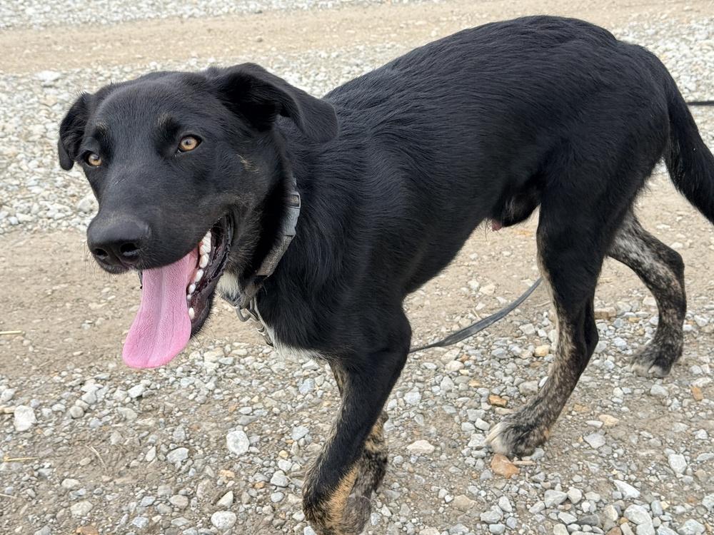 Enlarge Ralphie, a Adoptable mixed breed in Green Ridge, MO image 3/5