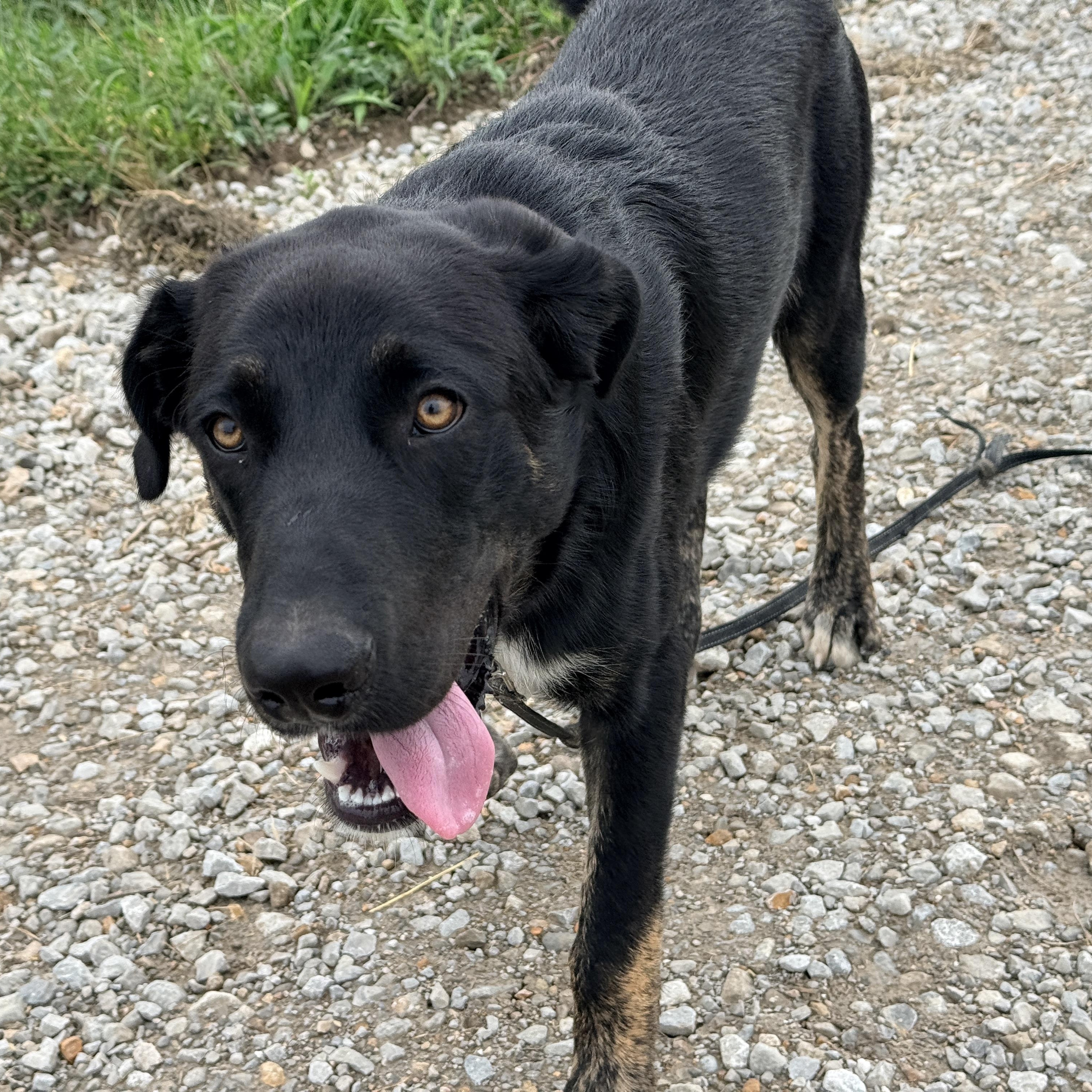 Enlarge Ralphie, a Adoptable mixed breed in Green Ridge, MO image 4/5