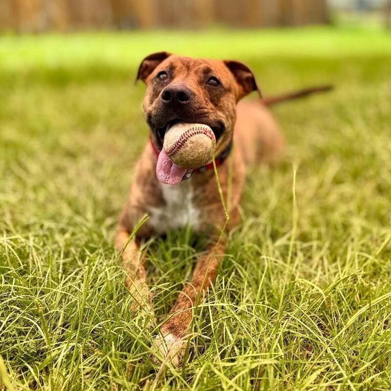 Ansley the fetch queen