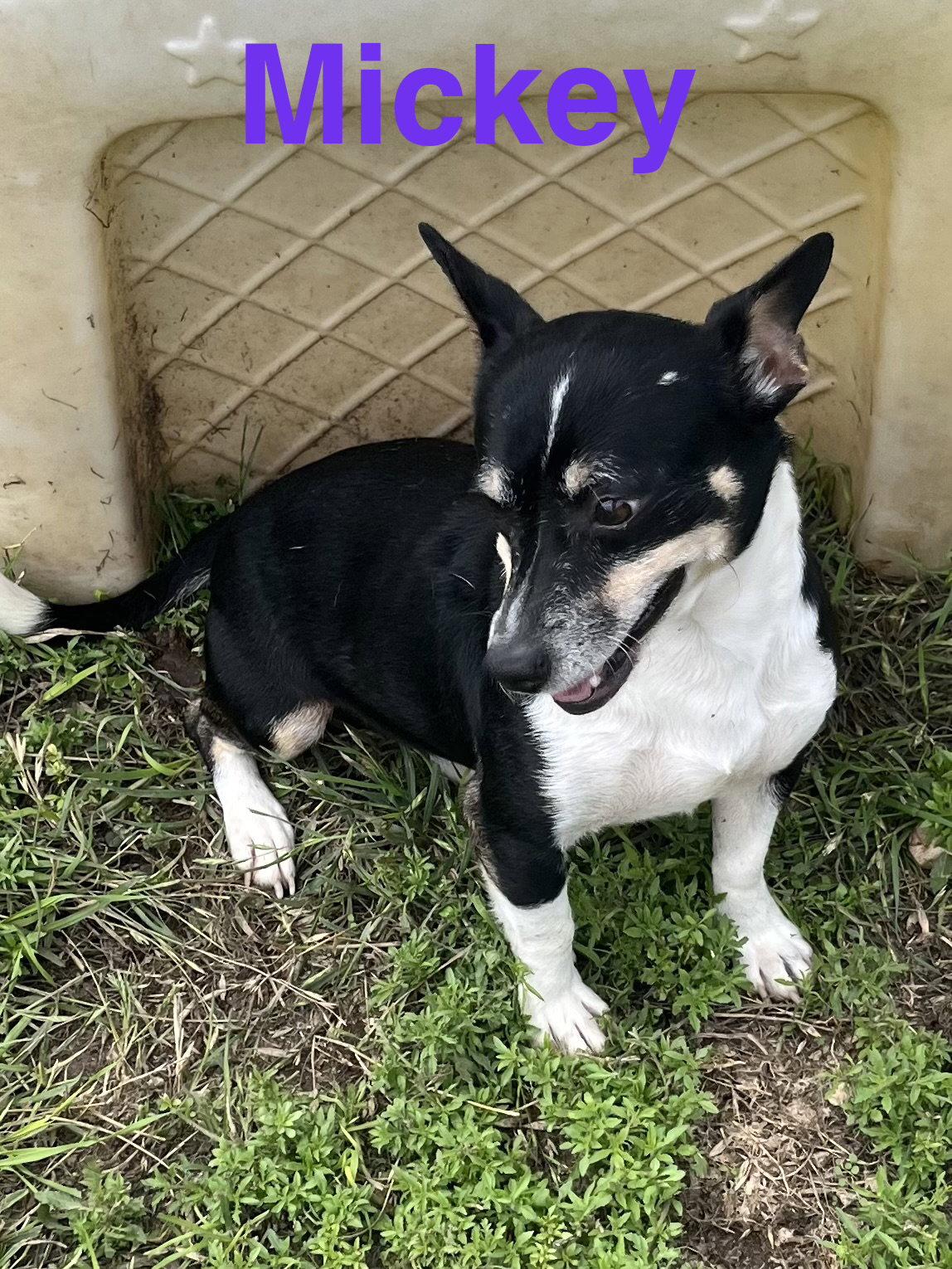 Enlarge Mickey, a Adopted mixed breed in Pipe Creek, TX image 1/3