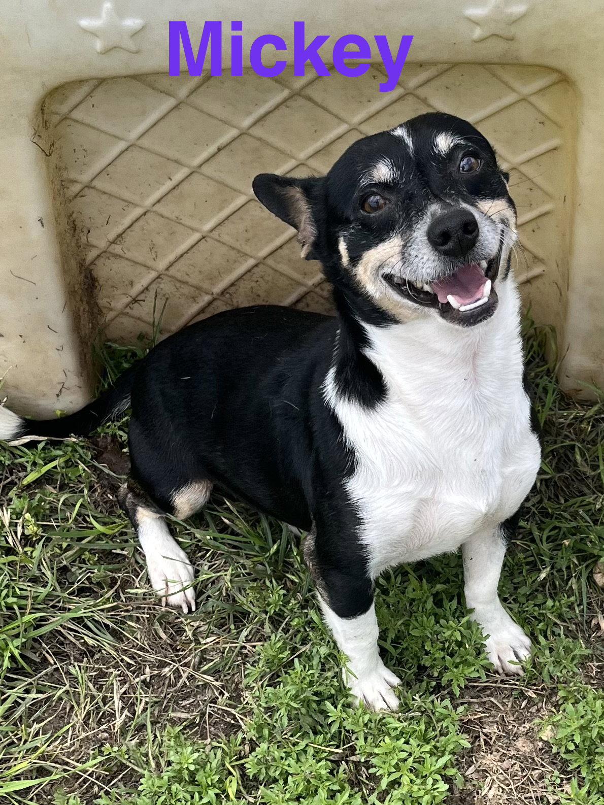 Enlarge Mickey, a Adopted mixed breed in Pipe Creek, TX image 2/3